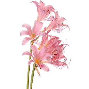 About Brid Kennedy - Brid Kennedy Coaching - image of pink flowers