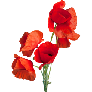 About Brid Kennedy - Brid Kennedy Coaching - image of red poppy flowers