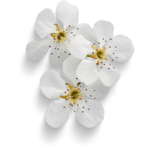 About Brid Kennedy - Brid Kennedy Coaching - image of white flowers