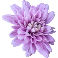 About Brid Kennedy and Why I coach - Brid Kennedy Coaching - image of purple flower