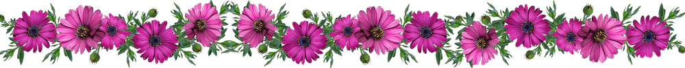 About Brid Kennedy and benefits of my coaching to my clients - Brid Kennedy Coaching - image of magenta daisy flowers