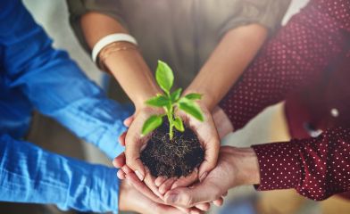 Home - work with me - Brid Kennedy Coaching - Image of hands holding a growing plant